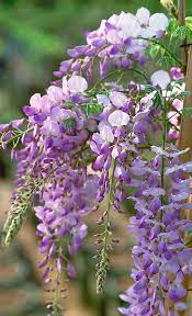 Produces beautiful fragrant purple flowers at a much earlier age than other japanese wisteria. Texas Purple Japanese Wisteria Siebenthaler S