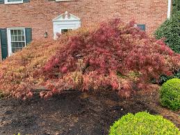 Verticillium wilt attacks all kinds of plants, usually with devastating results. Wilting Japanese Maple 627993 Ask Extension