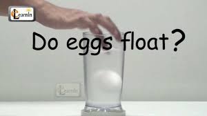 eggs floating in salt water science
