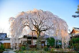 日蓮宗本山 本満寺のしだれ桜(京都府)の情報｜ウォーカープラス