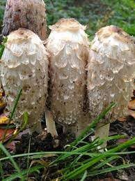 Check spelling or type a new query. Wild Shaggy Mane Mushrooms Foragesf Book Wild Food Foraging Classes Online Foragesf