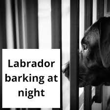 Maybe you would like to learn more about one of these? Barking At Night Dog Barking At Night Labrador Puppy Stages
