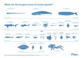 Size Comparisons From A Lion S Mane Jellyfish Longer Than A Blue Whale Way Down To A Giant Isopod Smaller Th Giant Animals Largest Sea Creature Big Animals