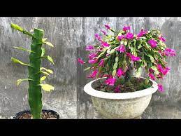 Grafting cactus of different varieties using dragon fruit. Grafting Cottage Quynh With Dragon Fruit For Anyone Who Does Not Know Christmas Cactus Youtube Thanh Long Youtube Tieu