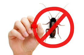 Ce que vous devriez faire face à toute invasion de blattes. Traitement Cafards Blattes A Montpellier 34000 Tarif