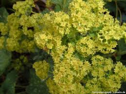 Als heilpflanze wird die auch liebfrauenmantel. Frauenmantel Pflege Pflanzen Dungen Schnitt