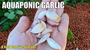 Planting Garlic In Aquaponics Live Chat Q A Youtube