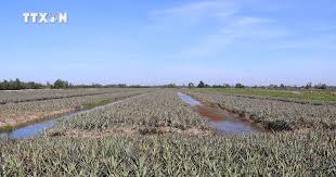 Phát triển vùng dứa chuyên canh Đồng Tháp Mười "sống chung với lũ"