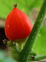 Image result for Corallocarpus bainesii