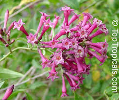 Image result for Cestrum nocturnum