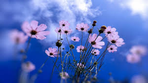 Sky blue flowers hd images. Wallpaper 1920x1080 Px Blue Flowers Plants Sky 1920x1080 Wallpaperup 1422493 Hd Wallpapers Wallhere