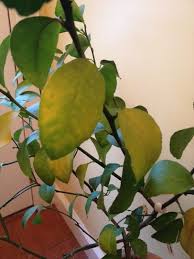 Yellowing Leaves Lemon Tree Indoors Citrus Tree Indoor Indoor Lemon Tree Lemon Tree