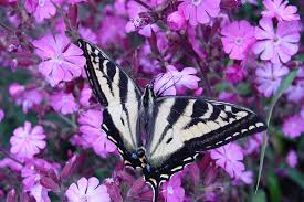 They like flowers because they are able to land on them when they travel long distances. Florida Butterfly Plants Butterfly Garden Plants Orlando Central Florida