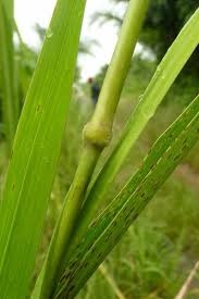 Image result for Panicum maximum