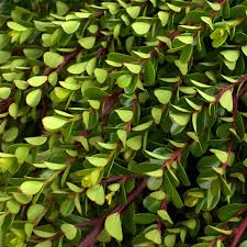 Image result for Myrsine africana