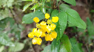 Image result for Janusia