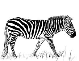 Dibujo Cebra Para Colorear