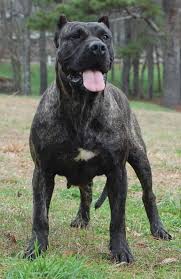 Presa Canario Bring It Aggressive Dog Breeds Large Dog Breeds Dog Breeds