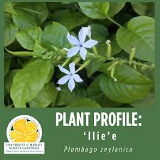 Image result for Plumbago zeylanica