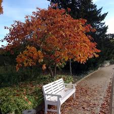 Deciduous sassafras trees lose all of their leaves for part of the year, depending on variations in rainfall. Sassafras Albidum