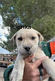 Seven adoptions today. Seven, seven went to their forever homes!!