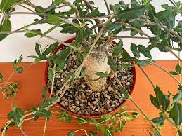 Image result for Fockea angustifolia