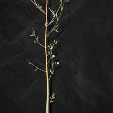 Image result for Aeschynomene uniflora