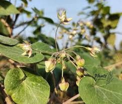 Image result for Pergularia daemia