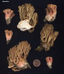 Image result for Sericorema remotiflora