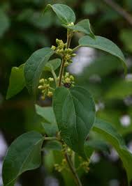 Image result for Marsdenia sylvestris