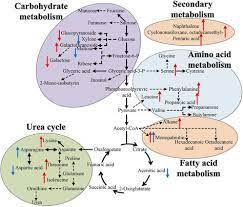 Metabolic Pathways Summary Google Search