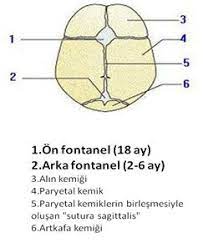 Yenidogan Bebek Fiziksel Ozellikleri Cocuk Sagligi Ve Hastaliklari Central Hospital