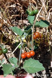 Image result for Solanum villosum