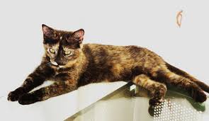 Calico And Tortoiseshell Cat Facts And Photos Metaphorical Platypus
