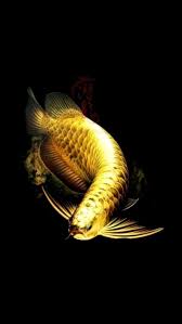 Amazing Golden Arowana Asian Arowana Also Known As Dragonfish Is One Of The Worlds Most Expensive Aquatic Creature A Young Di 2020 Ikan Akuarium Ikan Ikan Cupang