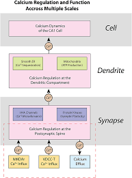 Det nytter ikke med en engasjert prosjektgruppe om ikke virksomheten som helhet er klar til å støtte opp om prosjektet. Frontiers A Glutamatergic Spine Model To Enable Multi Scale Modeling Of Nonlinear Calcium Dynamics Frontiers In Computational Neuroscience