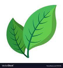 Pictures Of Cartoon Leaves Cartoon Leaf Cartoon Icons Leaves