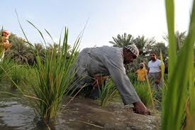 Home » lembaga negara » struktur lembaga negara sebelum dan sesudah amandemen. Hassawi Padi Yang Ditanam Di Oasis Di Tengah Gurun Saudi Ihram