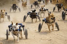 Image result for invalid dog wheelset