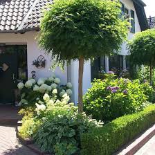 Kugelrobinie Eleganter Kugelbaum Im Kleinformat My Blog Kugelrobinie Eleganter Kugelbaum Im Kleinformat Kugelakazierobin In 2020 Garten Pflanzen Garten Bepflanzung