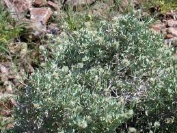 Image result for Leucosphaera bainesii