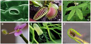 When planting a young tomato plant, bury the stem up to the bottom set of leaves. Examples Of Osmosis Based Movements In Plants A Stomata Guard Cells Download Scientific Diagram