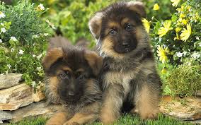 German shepherd dogs are fiercely loyal and protective guardians. Hd Wallpaper German Shepherd Puppies 2 German Shepherd Puppies Animals 1920x1200 Wallpaper Flare