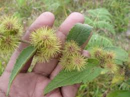 Image result for Triumfetta pilosa