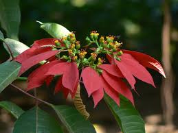 Image result for Euphorbia pulcherrima