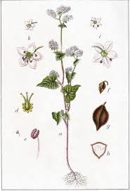 Image result for Fagopyrum esculentum