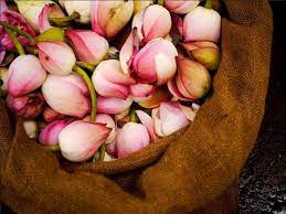 Lotuses Pinned By Sujayita Flower Market Flowers Indian Flowers