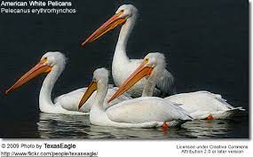 Check spelling or type a new query. American White Pelicans Beauty Of Birds