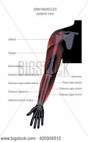 Jul 03, 2011 · the moment arm (lever arm) of a force system is the perpendicular distance from an axis to the line of action of a force. Human Biceps Triceps Vector Photo Free Trial Bigstock