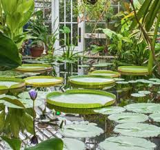 Conservatory of flowers sf light show. Welcome